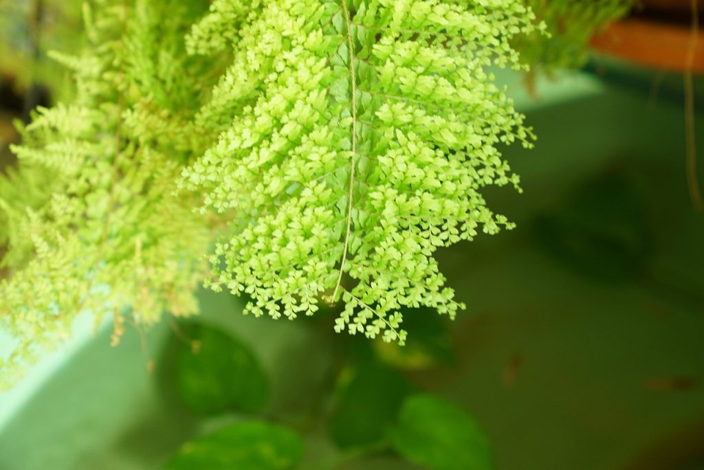 rośliny zwisające domowe